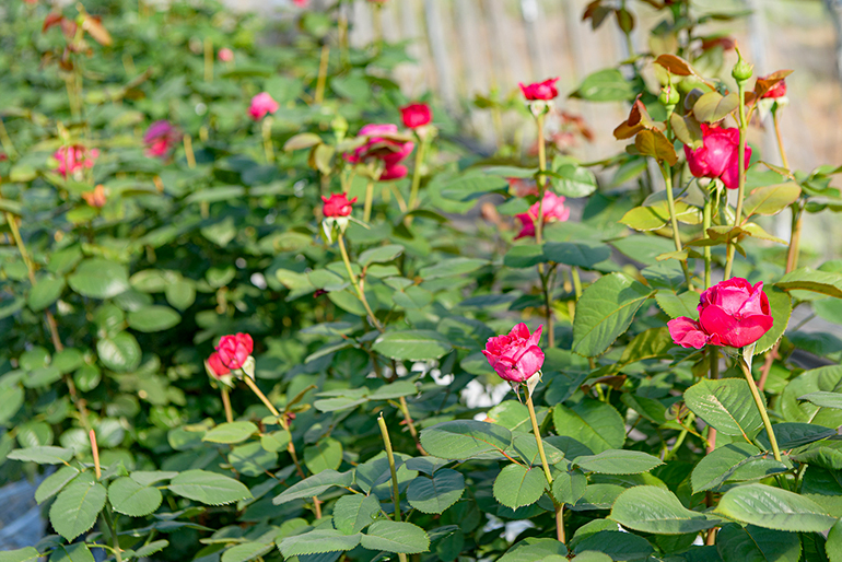 山形直送計画】Rose Cheekの通販 ギフト お取り寄せ