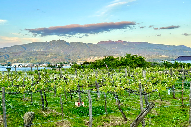 山形直送計画】たかのはな（TAKANOHANA）の通販 ギフト お取り寄せ