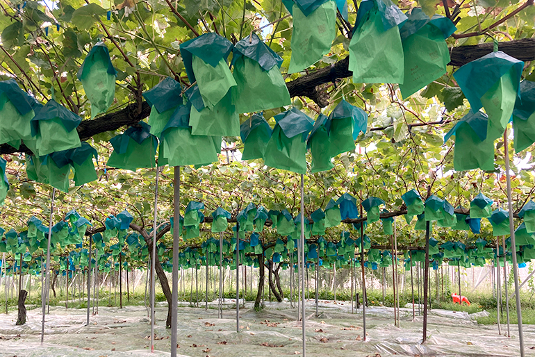 山形直送計画】TAKE High-Zの通販 ギフト お取り寄せ