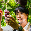 oboco grapes