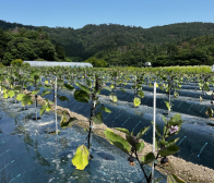 民田なすが育ってきてます