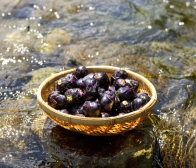 民田なす収穫の時期をむかえました