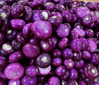 今年の温海かぶの入荷がはじまりました