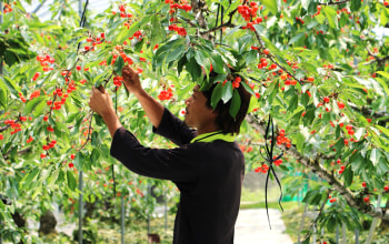 タキグチフルーツガーデン