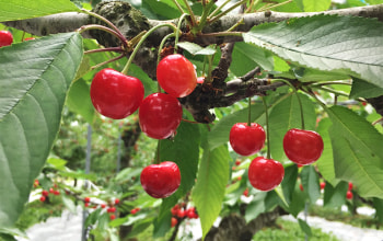 タキグチフルーツガーデン