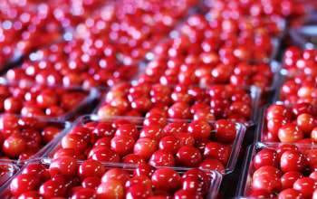 タキグチフルーツガーデン