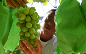 フルーツクリエイティブ