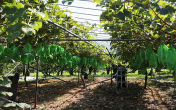 フルーツクリエイティブ
