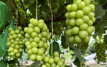 フルーツクリエイティブ