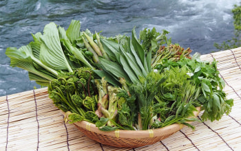 清流庭園 山菜料理 玉貴