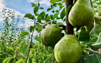 なかむラ・フランスファーム