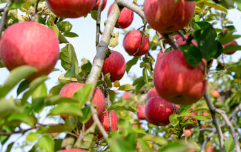 りんごのだいちゃん農園