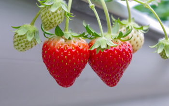 さがえグリーンパーク