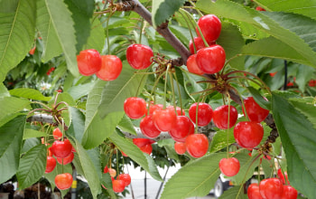 さがえグリーンパーク