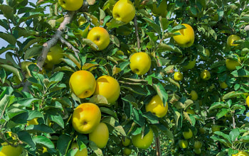 インフィニファーム