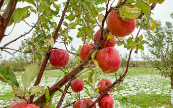 インフィニファーム