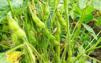 木村くろうえもん農場