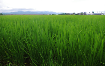 採れたてキッチン