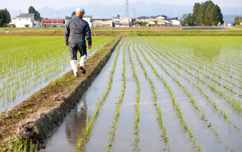 鈴木・ファーム