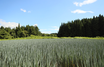 Bella Farm Tsuruoka