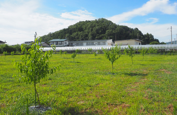 いわた果樹園