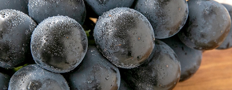 ナガノパープル