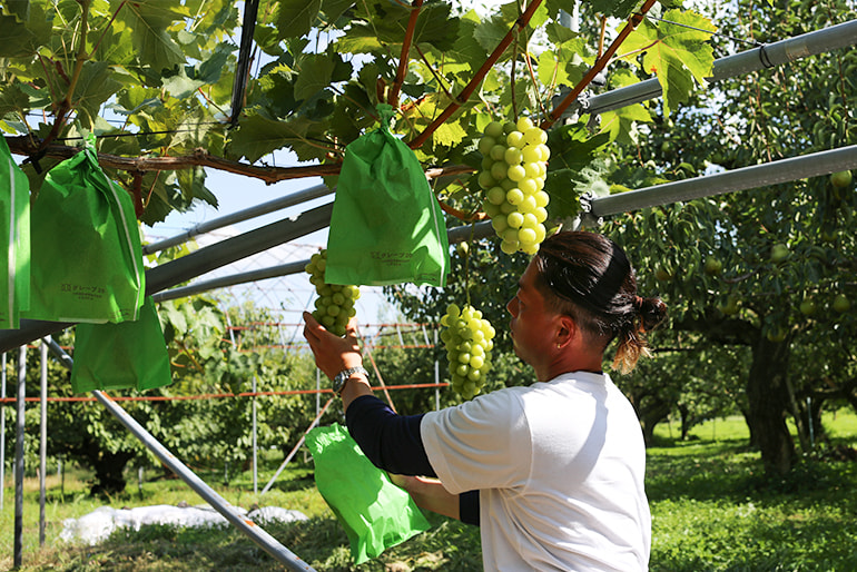 フルーツクリエイティブ