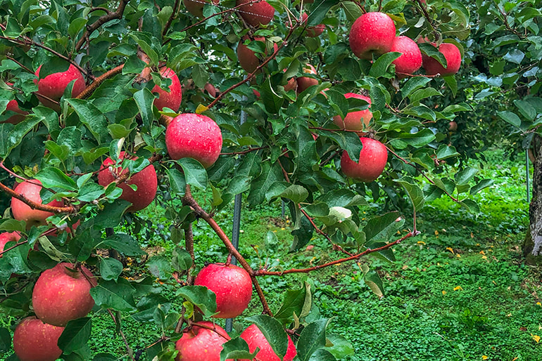 インフィニファーム