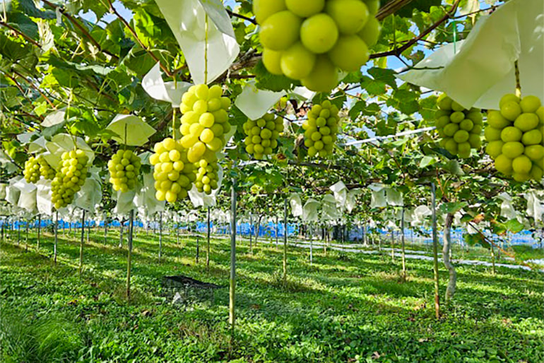 アルコアーナ農園