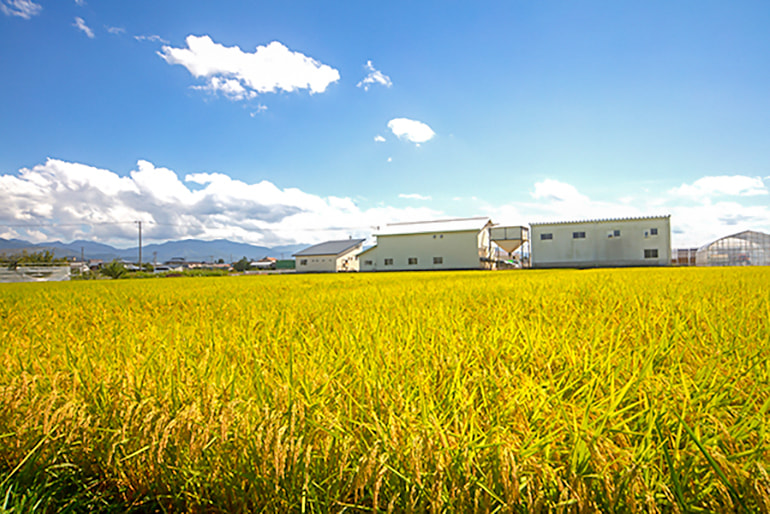 採れたてキッチン