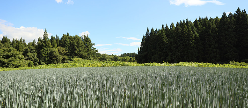 Bella Farm Tsuruoka