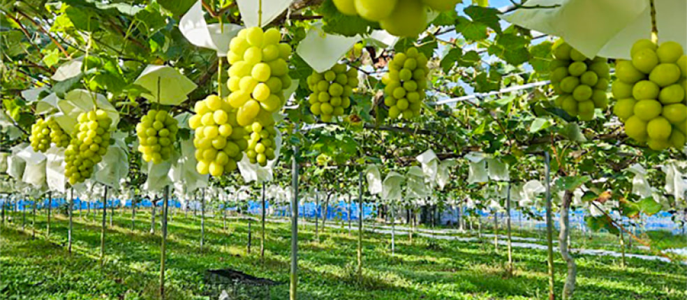 アルコアーナ農園