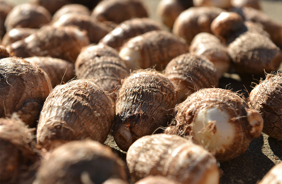 予約注文:山形県産 里芋