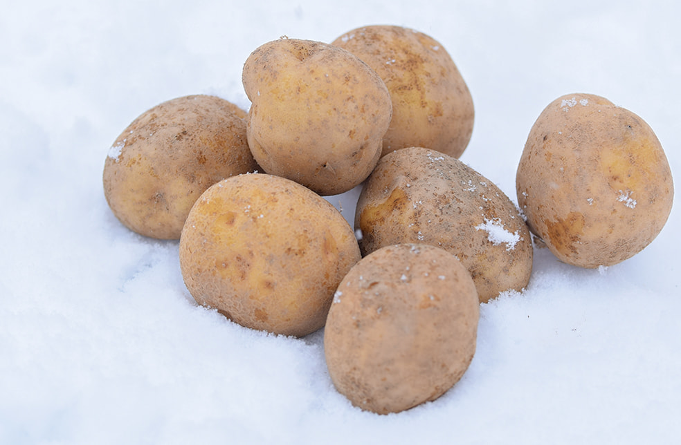 山形県産 雪室熟成じゃがいも