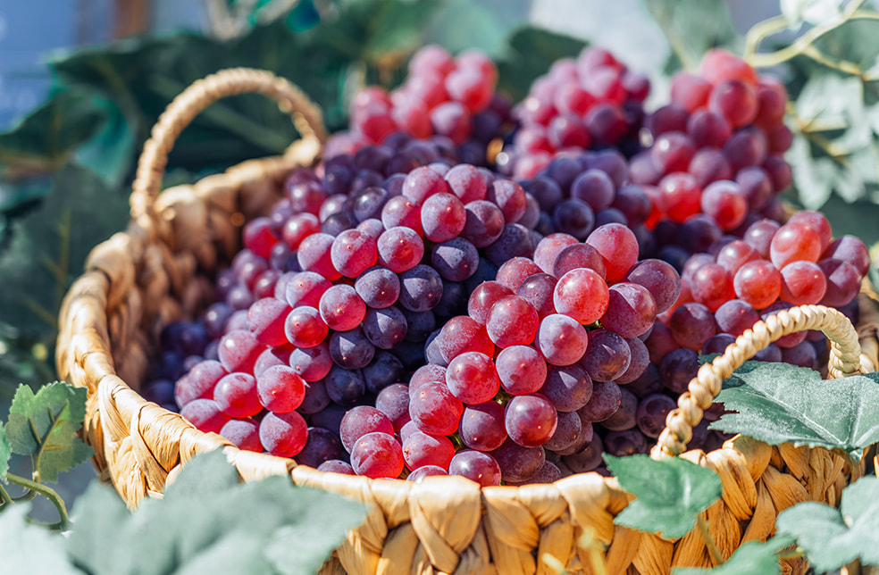 山形県産 種なしぶどう デラウェア