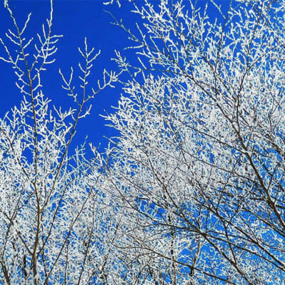 ブナ林と雪に覆われた「白い森」こと小国町