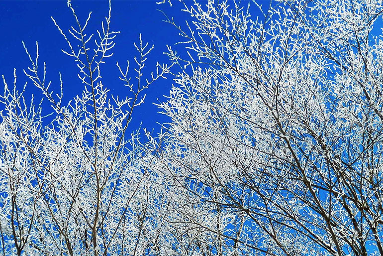 ブナ林と雪に覆われた「白い森」こと小国町