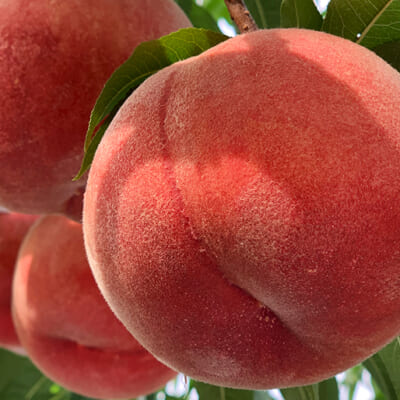アンスリーファームの桃は例年10月上旬まで味わえます