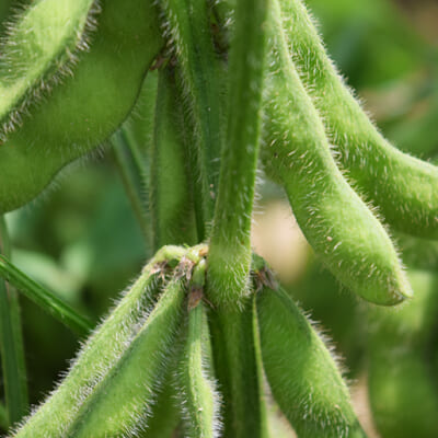 山形県のブランド枝豆「だだちゃ豆」