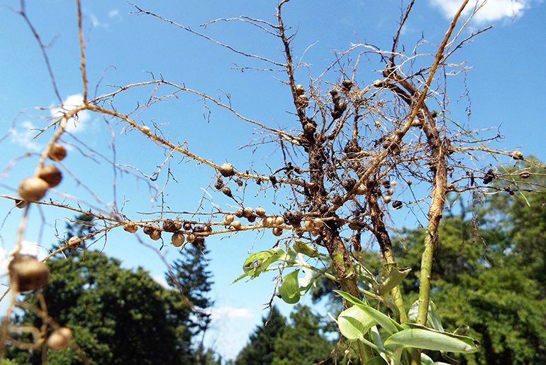 作物本来の自然な育ち方を追求した枝豆
