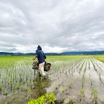 大自然に囲まれた、お米作りに最適な土壌