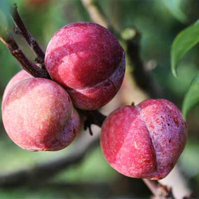 甘酸っぱくて濃厚なプラムを使用