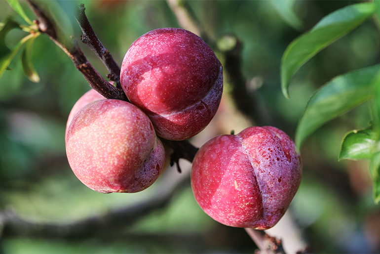 甘酸っぱくて濃厚なプラムを使用