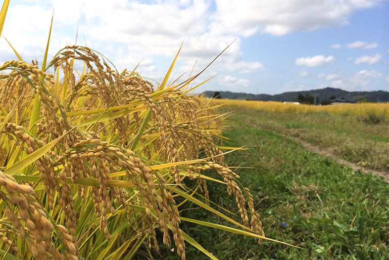 独自配合の有機肥料で、お米の品質を向上