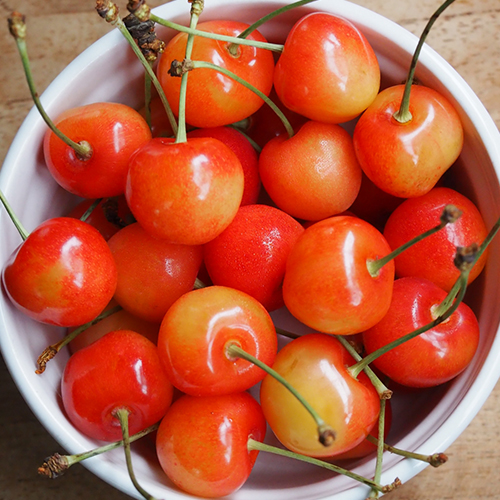 山形直送計画】山形県産 さくらんぼ - 果樹園木楽