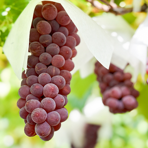 山形直送計画】山形県産 種なしぶどう デラウェア – 漆山果樹園