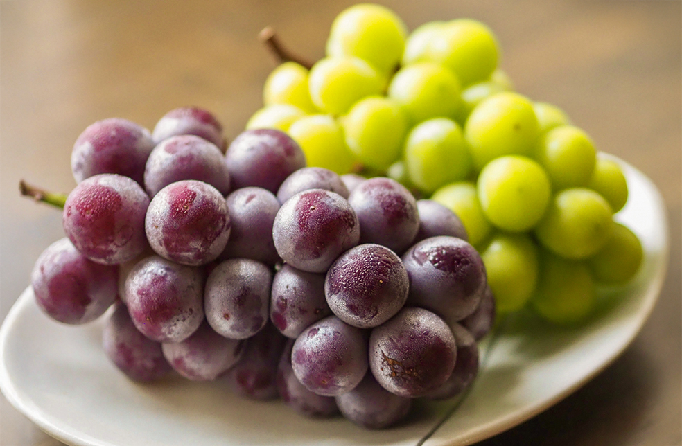 孵化確認済み！自家産ブルーベリースペシャルクロス(F-2)ペア！！(引き取り限定)