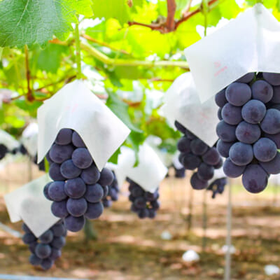 90年以上受け継がれる栽培技術とこだわり