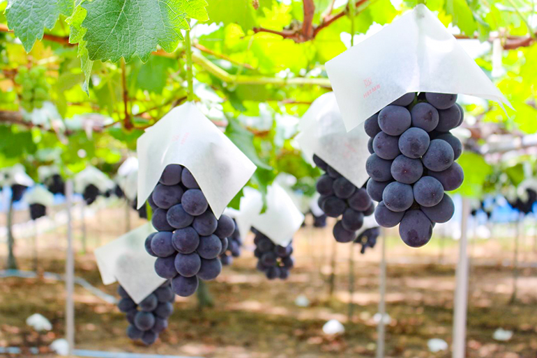 90年以上受け継がれる栽培技術とこだわり