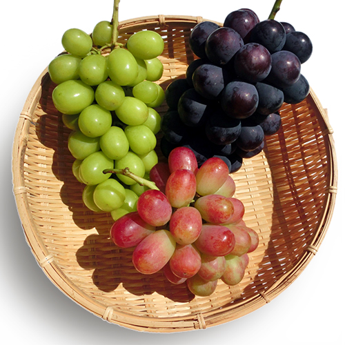 山形直送計画】山形県産 シャインマスカット・大粒ぶどう詰合せ